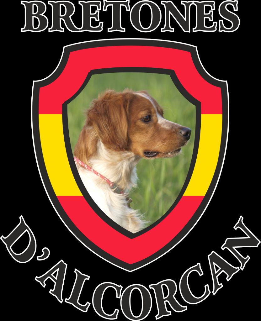 Charme Chien Épagneul Breton En Argent 925/1000 - Bijou Neuf Avec étiquettes